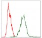 YAP1 Antibody