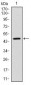 YAP1 Antibody