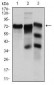 YAP1 Antibody