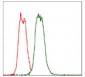 CD30 Antibody