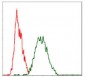 RAF1 Antibody