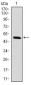 RAF1 Antibody