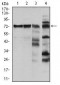 RAF1 Antibody