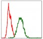 FAS Antibody