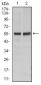 FAS Antibody