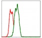 FAS Antibody