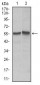 FAS Antibody