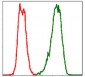 PBK Antibody