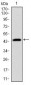 PBK Antibody