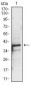 PBK Antibody