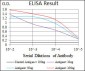 RAF1 Antibody