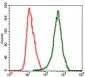 RAF1 Antibody