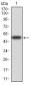 RAF1 Antibody