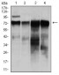 RAF1 Antibody