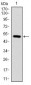 ITGB1 Antibody