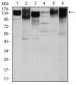 ITGB1 Antibody