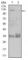 ITGB1 Antibody