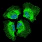 PIK3CA Antibody