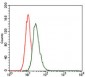 LRP5 Antibody