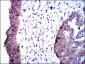 ALPL Antibody