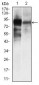 ALPL Antibody