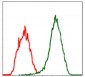 MSN Antibody