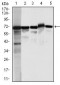 MSN Antibody