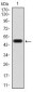 FN1 Antibody