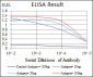 FN1 Antibody