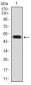 FN1 Antibody