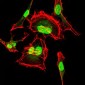 CDK2 Antibody