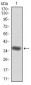 CDK2 Antibody