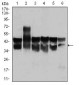 CDK2 Antibody