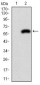 PDX1 Antibody