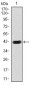 HEXA Antibody