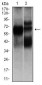 HEXA Antibody