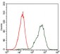 PDX1 Antibody