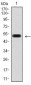 PDX1 Antibody