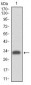 ITGA4 Antibody