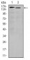 ITGA4 Antibody