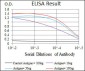 CYP3A4 Antibody