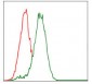 CYP3A4 Antibody