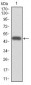 CYP3A4 Antibody