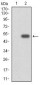 CYP3A4 Antibody