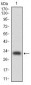 CEBPA Antibody