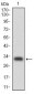 CEBPA Antibody