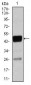 CEBPA Antibody