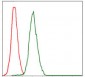 RPA1 Antibody