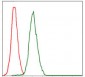 RPA1 Antibody