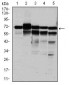 RPA1 Antibody